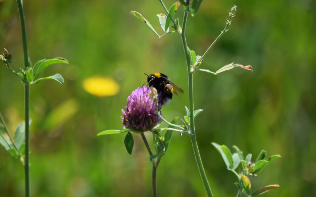 La Préservation de la biodiversité